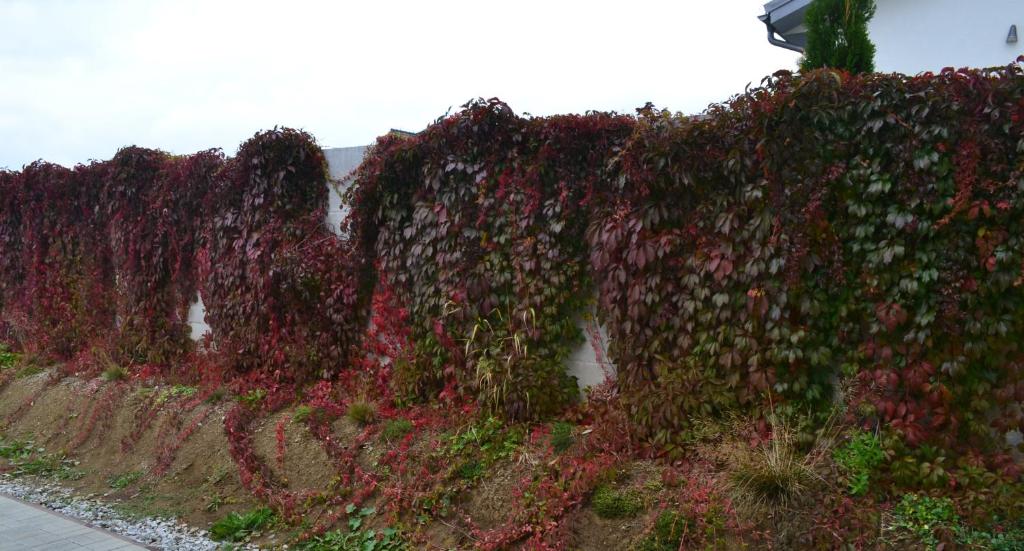 A garden outside Penzión Thamasy