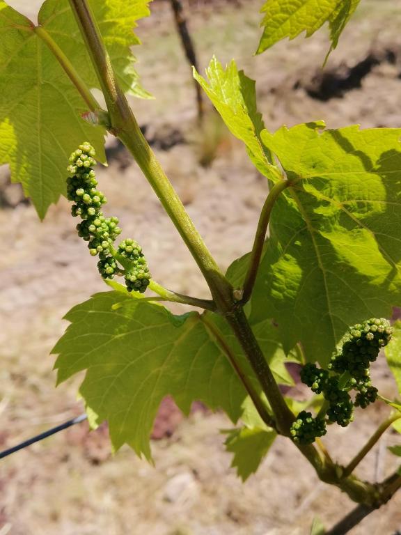 a bunch of green grapes hanging from a plant at FERIENWOHNUNG im Dornröschendorf in Dörrenbach