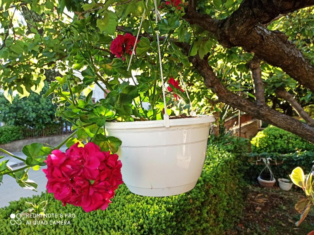 Apartments Roncevic - 17