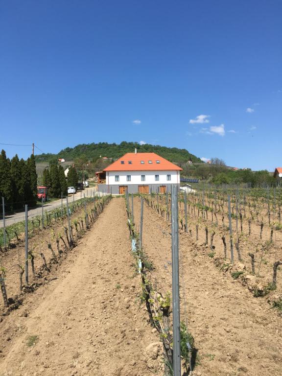 a field of vines with a house in the background at Somló Kolonics Kúria in Somlóvásárhely