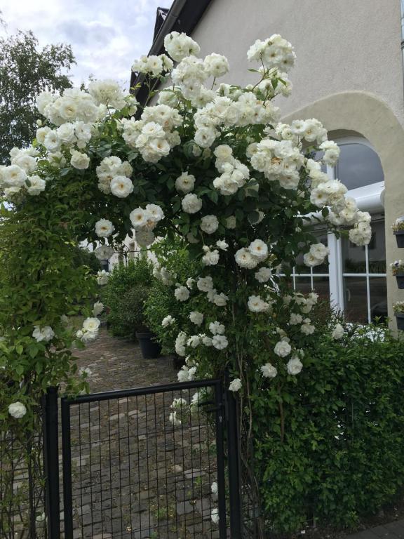 Eifel-Moezelhuis في Bergweiler: حفنة من الزهور البيضاء على سياج