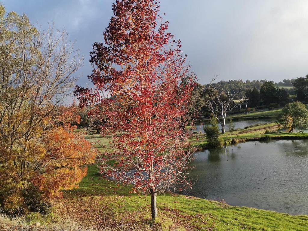 a tree with red leaves next to a lake at Woodlands of Balingup Bush Cottages -Flora & Fauna focused in Balingup