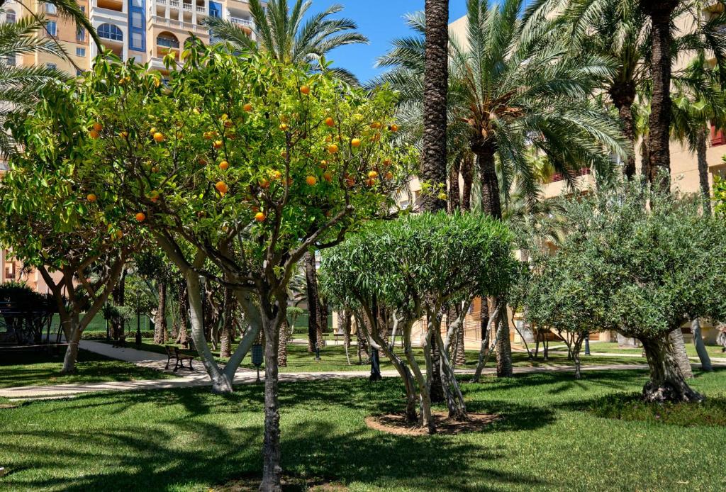 Apartamento El Palmeral (Spanje Torrevieja) - Booking.com