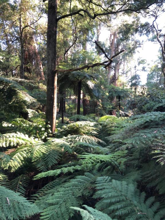 un frondoso bosque verde con árboles y plantas en Emerald Creek Cottages, en Emerald