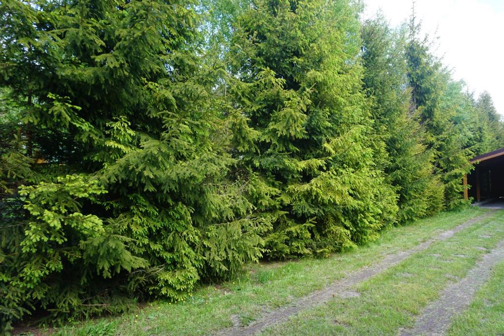a row of trees in a yard next to a house at Osada Sosnowa in Kopalino
