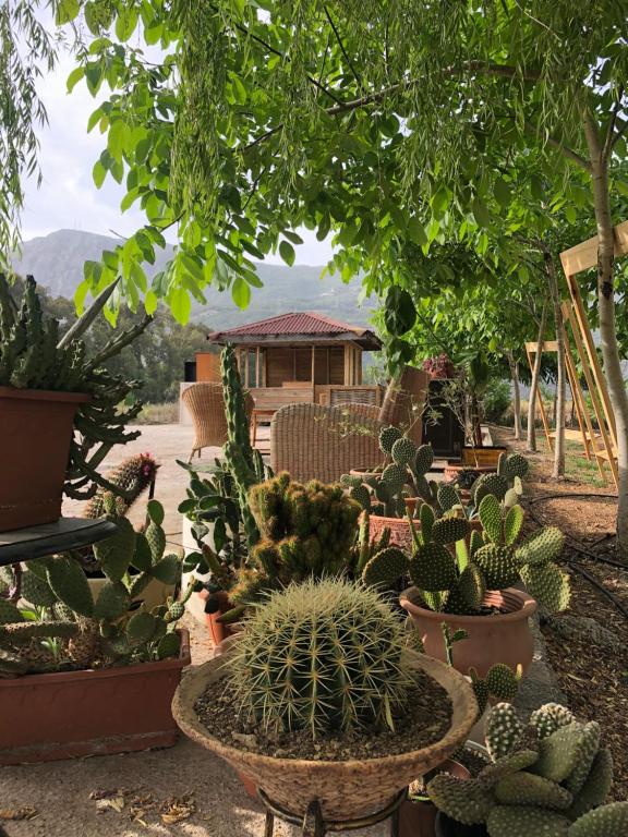 a group of cacti and other plants in a yard at Bhavana Gökova in Akyaka
