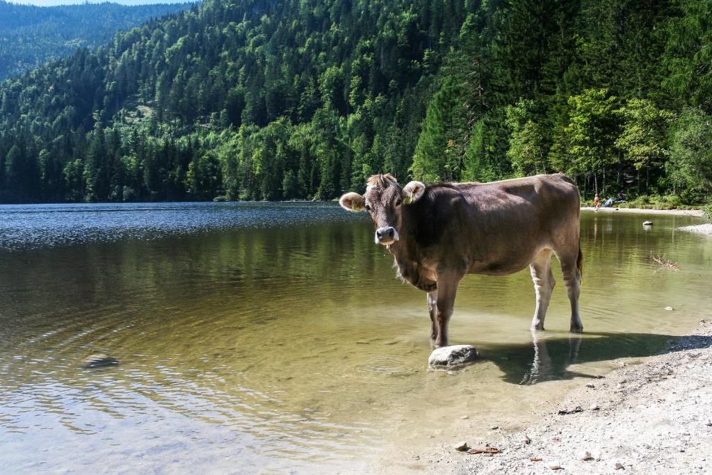 Příroda nedaleko apartmánu