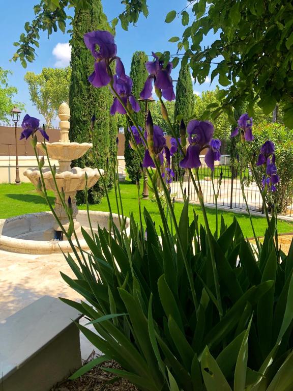 Ein paar lila Blumen vor einem Brunnen in der Unterkunft Villa Agrippa in Orange
