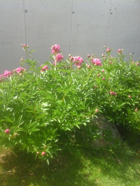 Giardino di Reitbergs Nest