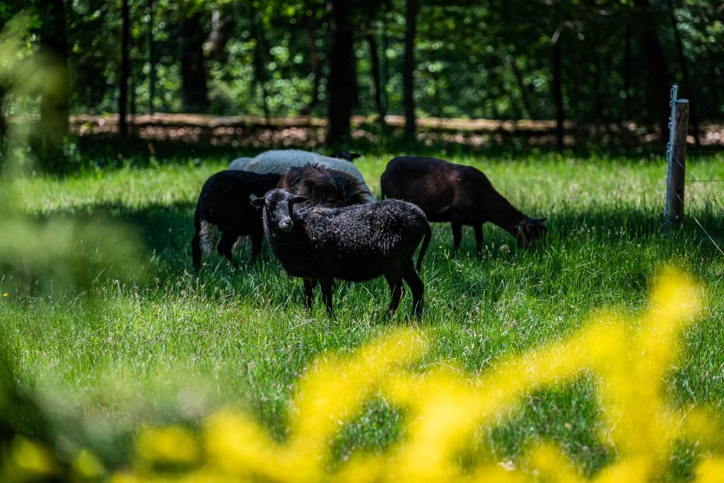 Zvieratá v dovolenkovom dome alebo blízkom okolí