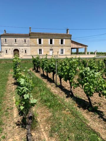 een rij wijnstokken voor een gebouw bij Gîte du Château La Rose des Vents in Puisseguin