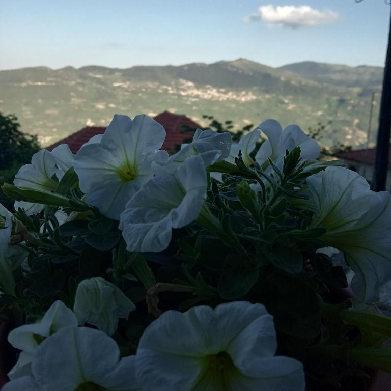 Fotografia z galérie ubytovania Filanthi v destinácii Kato Trikala Korinthias