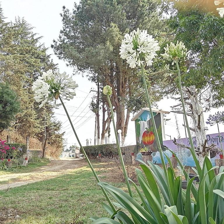 Giardino di Hotel Bosques