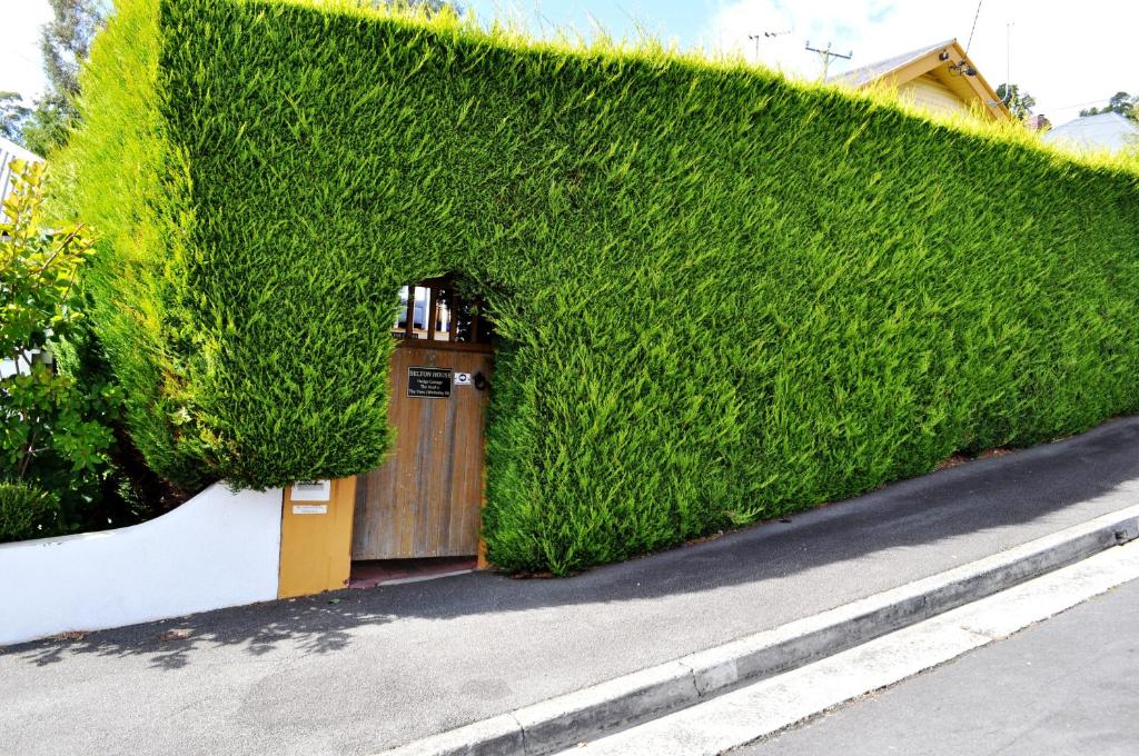 a tall green hedge with a door in it at Belton Apartments - The Studio in Hobart