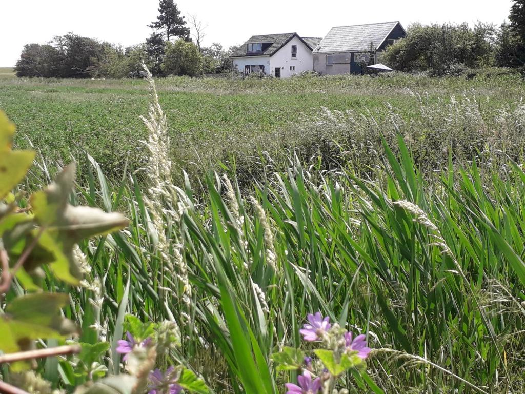 a field of tall grass with a house in the background at in de Boomgaard in Burgh Haamstede