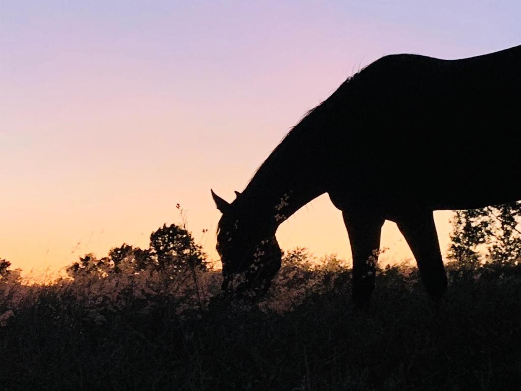  Casa de alto padrão em Haras