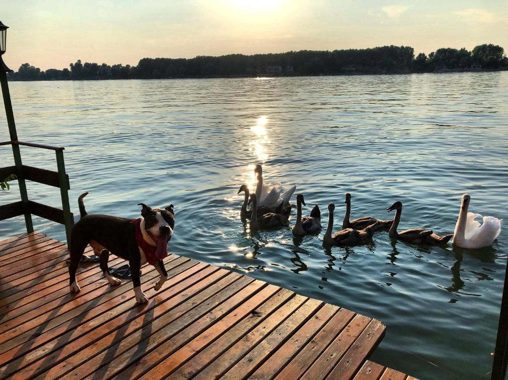 Výhled na řeku, která protéká v blízkosti ubytování na lodi