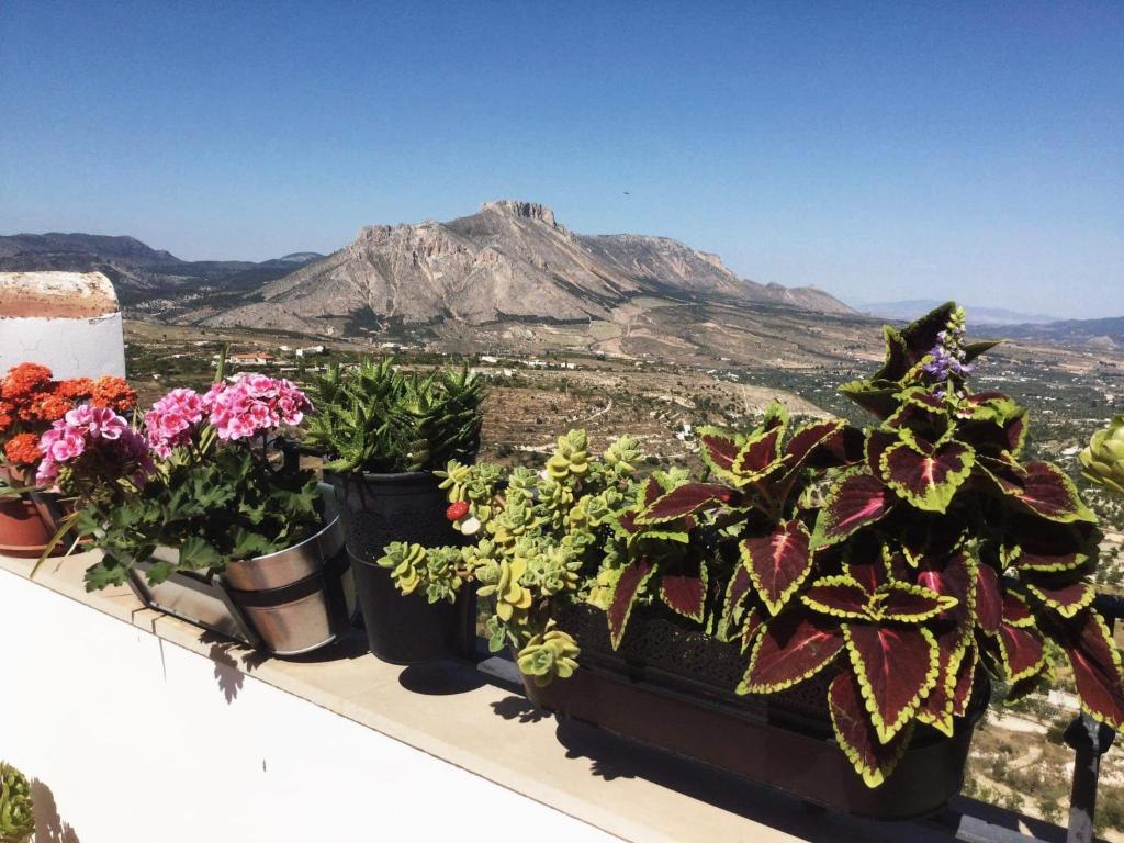 un montón de plantas en una cornisa con una montaña en El Ático de La Casa Viva en Vélez Blanco