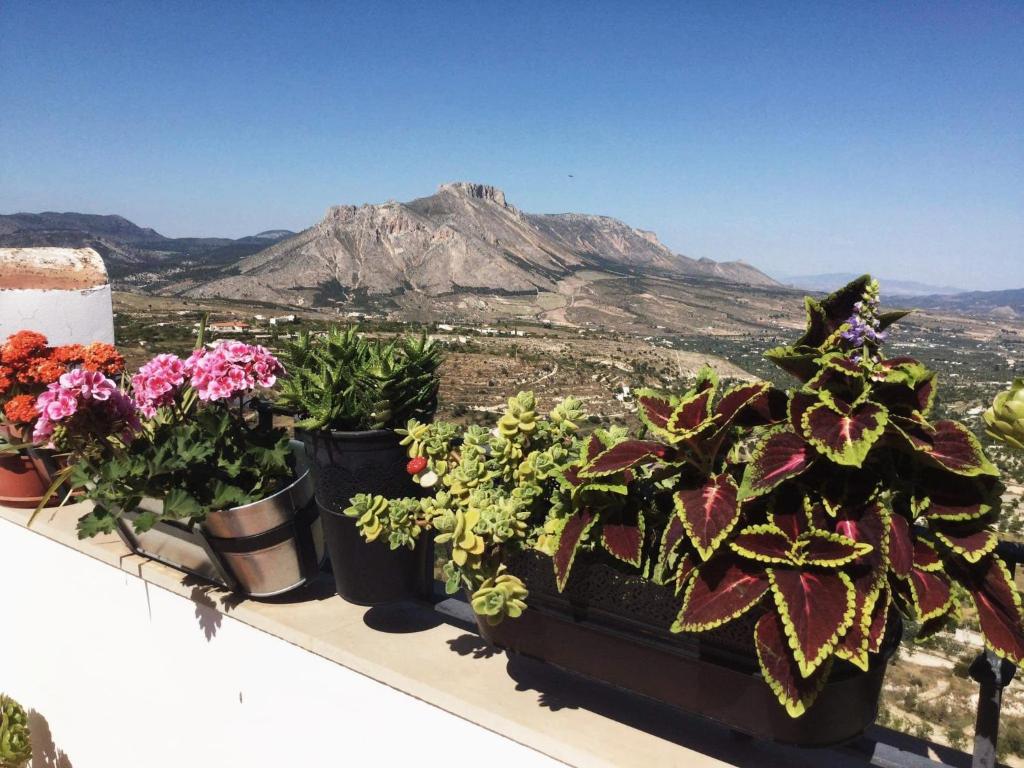 Un mucchio di piante su un cornicione con una montagna di El Ático de La Casa Viva a Vélez Blanco