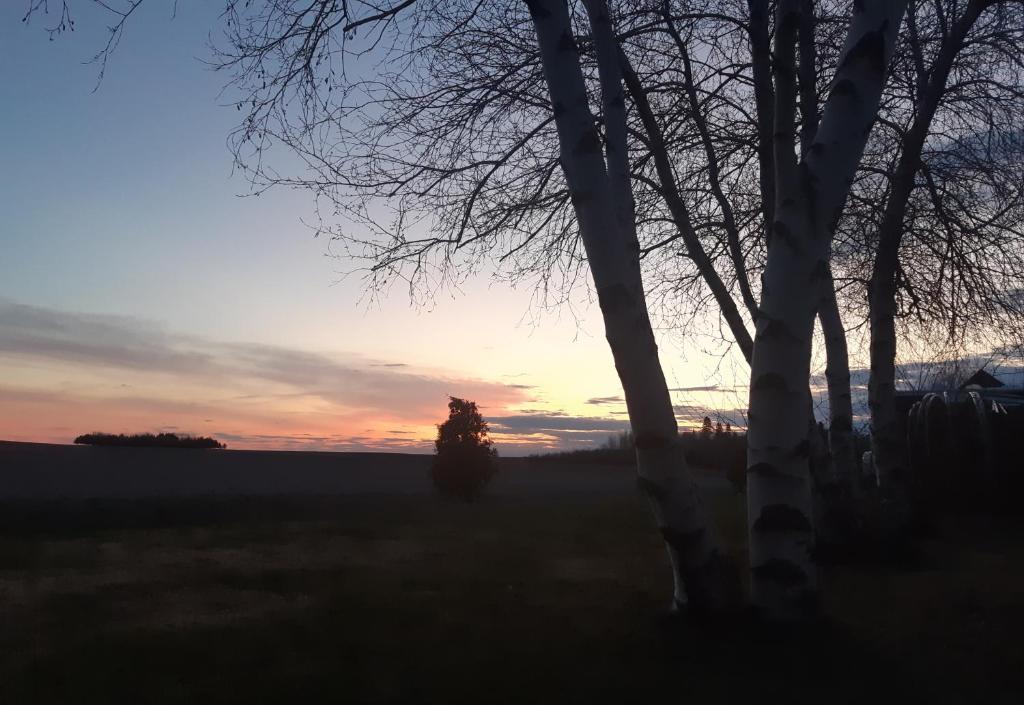 a silhouette of a tree in a field at sunset at Les Gites Makadan in Normandin