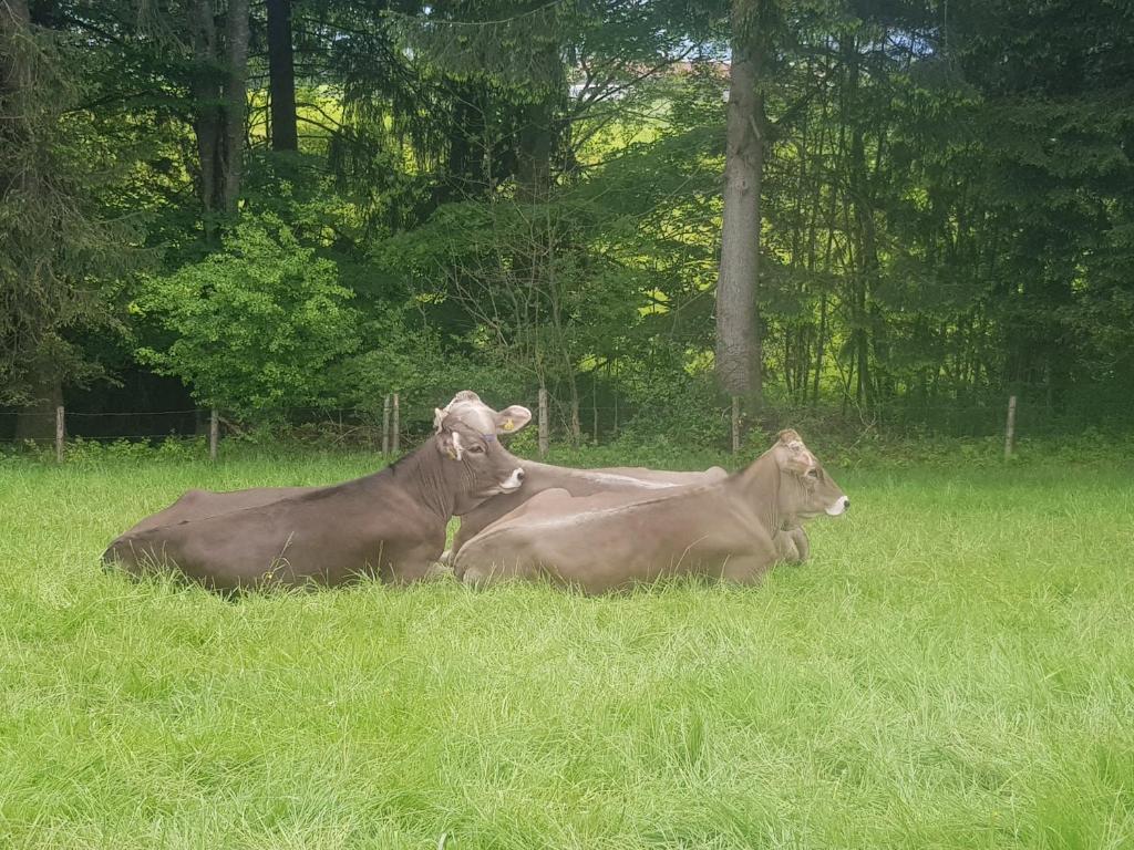 Zvířata v hotelu nebo okolí