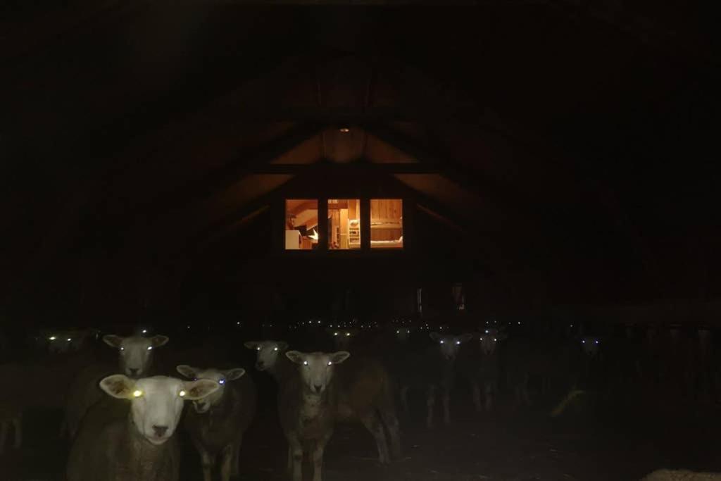 a group of sheep standing in the dark at Unik fjøsleilighet in Levanger