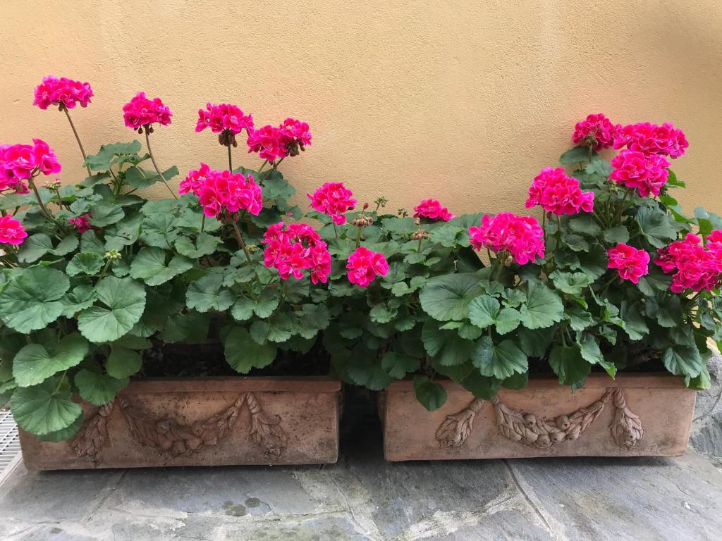 A garden outside B&B Bella Vista