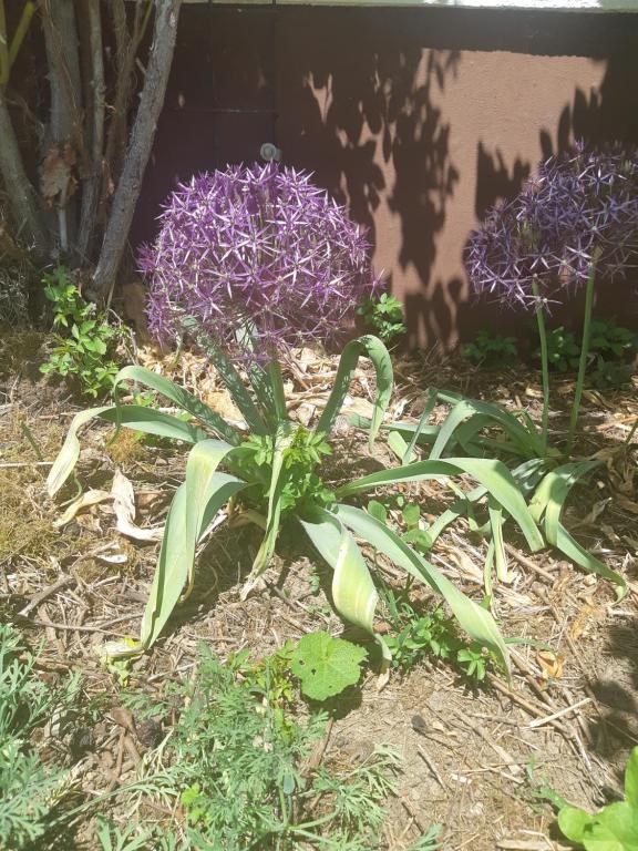 Apartman Ksenija Delnice - 3