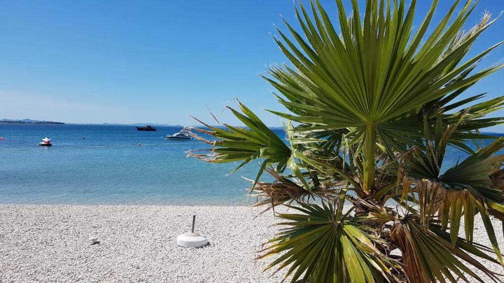 palma na piaszczystej plaży z oceanem w obiekcie Apartman Lu w mieście Vir