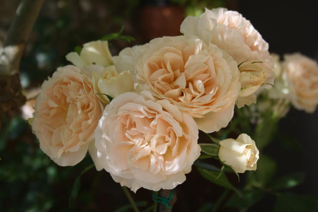 L'Incanto di Civita - 6