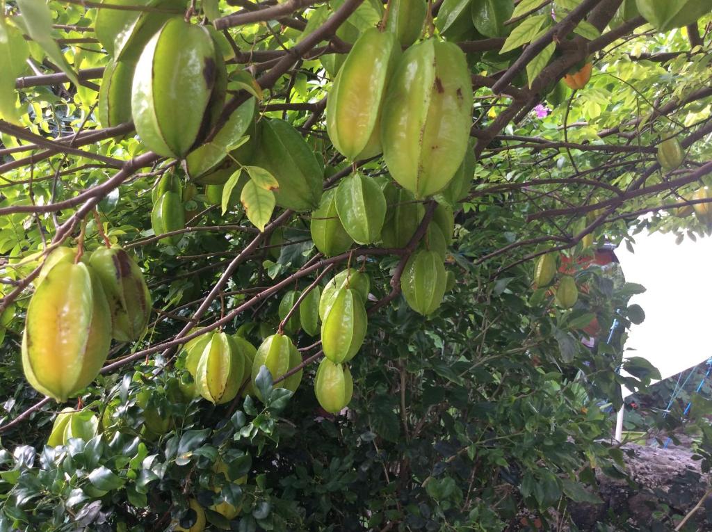 Zahrada ubytování Gîtes dans un jardin
