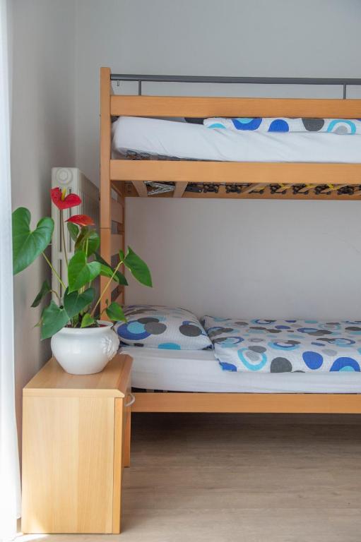 a room with two bunk beds and a plant on a table at Garni Moderno in Bellinzona