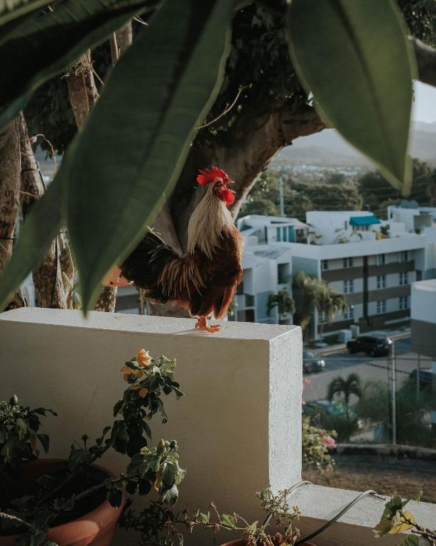 Fotografie z fotogalerie ubytování Villa Vassallo v destinaci Ponce