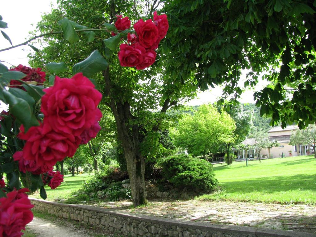 a group of red roses hanging from a tree at CHAMBRES D&#39;HOTES 2 à 4p ou GITE DE GROUPE 15p, 7 ch, 6 sdb, parc et salle de réception in Villeneuve-de-Berg