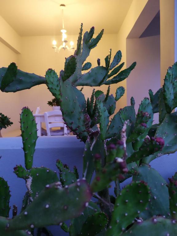 einen Kaktus in einem Wohnzimmer mit einem Kronleuchter in der Unterkunft Sea Daffodil apartments in Kissamos