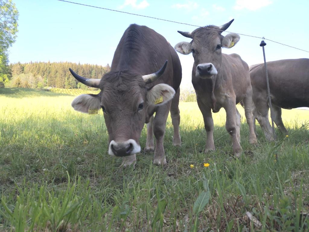 two brown cows standing in a field of grass at Jungholz Erlebnis in Jungholz