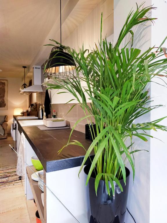 a potted plant sitting on a kitchen counter at Casa Francesca Altea piscina y aparcamiento privado in Altea