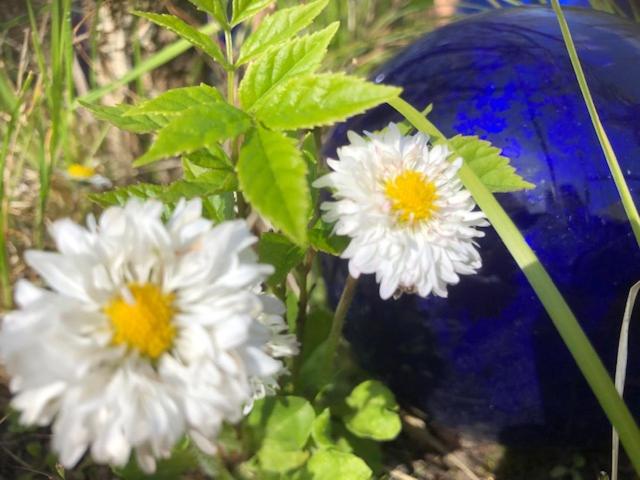 dos flores blancas y un jarrón azul en la hierba en Ferienwohnung Merle en Vollerwiek