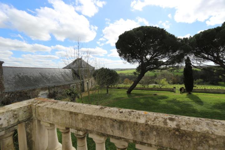 a view of a green field and a tree at Vignoble Château Piéguë - winery in Rochefort-sur-Loire