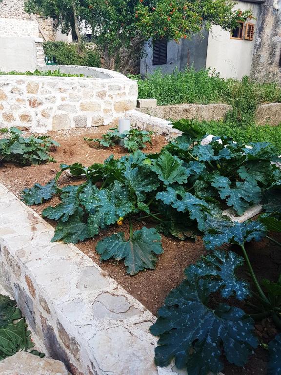 Zahrada ubytování Kuća za odmor Dobrila