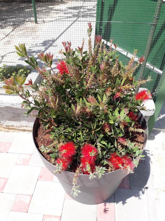 Zdjęcie z galerii obiektu Apartments Alen Pula w Puli