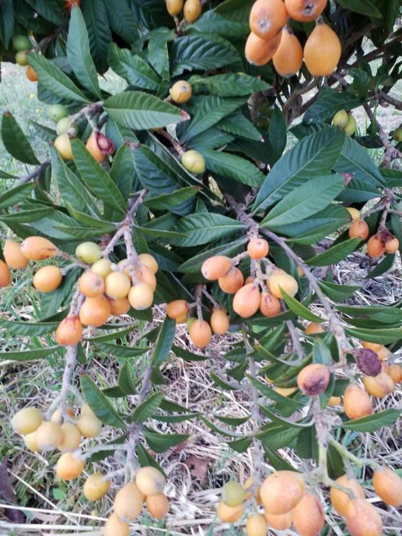 Fotografie z fotogalerie ubytování AGRIALMA v destinaci Agrigento