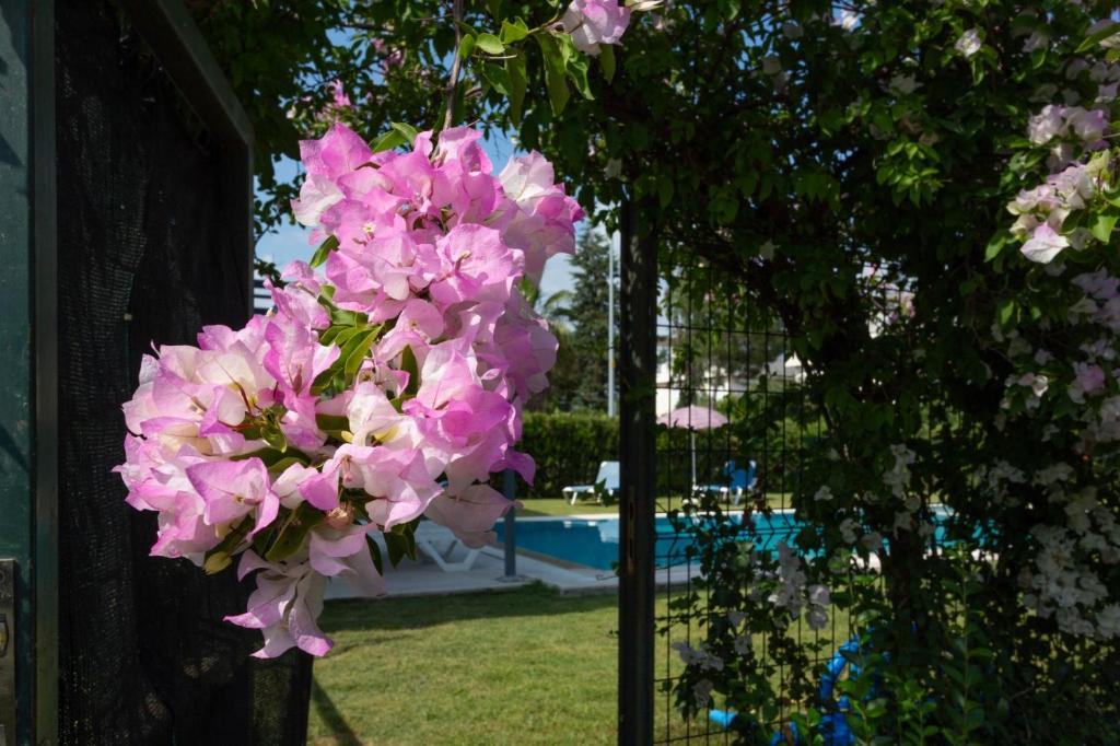 Zahrada ubytování Villa Belinda