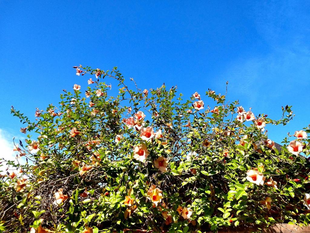 a tree full of fruit with a blue sky in the background at Pousada Mandala in Bonito