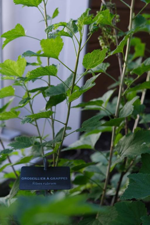 Eklo Bordeaux Centre Bastide - Resim 24