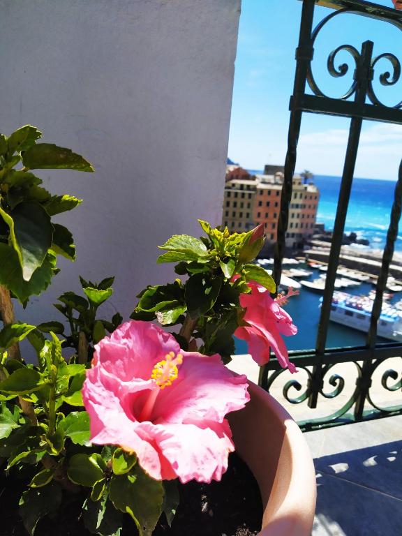 a flower in a pot on a balcony with a view of the ocean at La mansarda sul Porto in Camogli