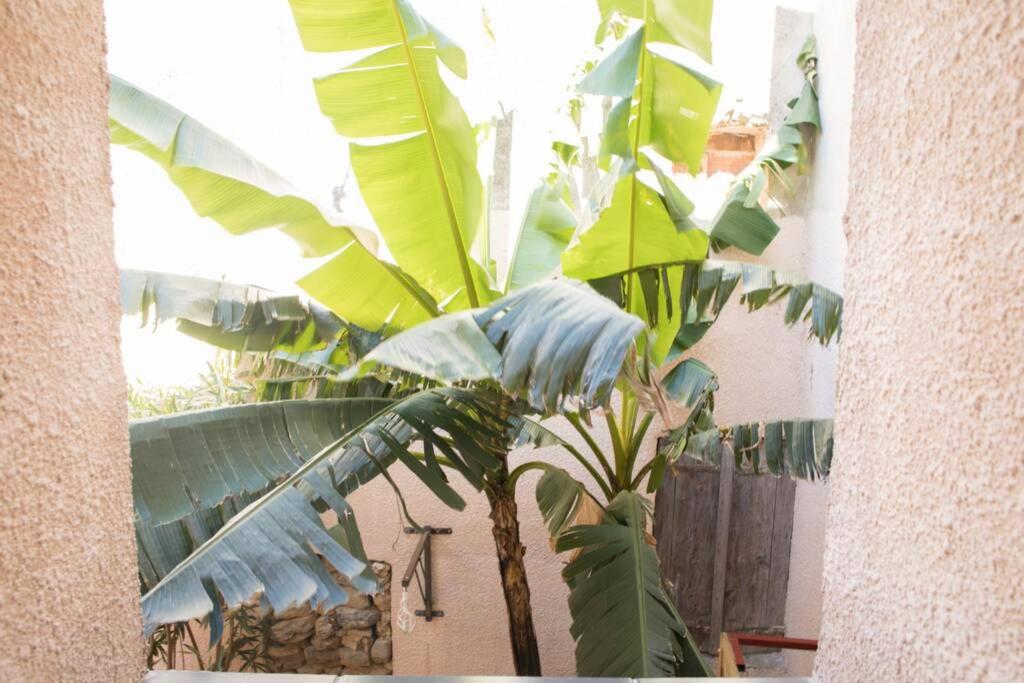 une grande plante verte assise à côté d'un bâtiment dans l'établissement A l'ombre du bananier, à Néffiès