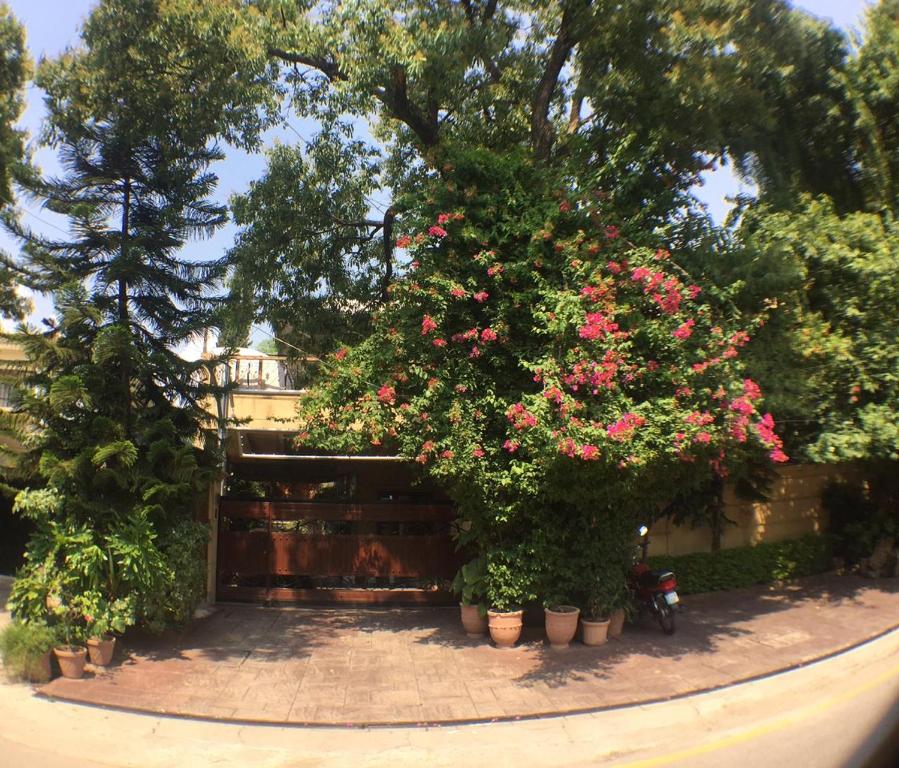 伊斯蘭堡的住宿－E Lodge，一群植物,花盆里是粉红色的