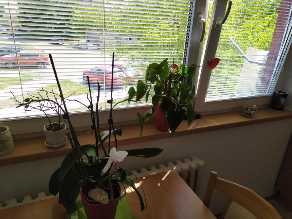 Zahrada ubytování Apartmán Jan