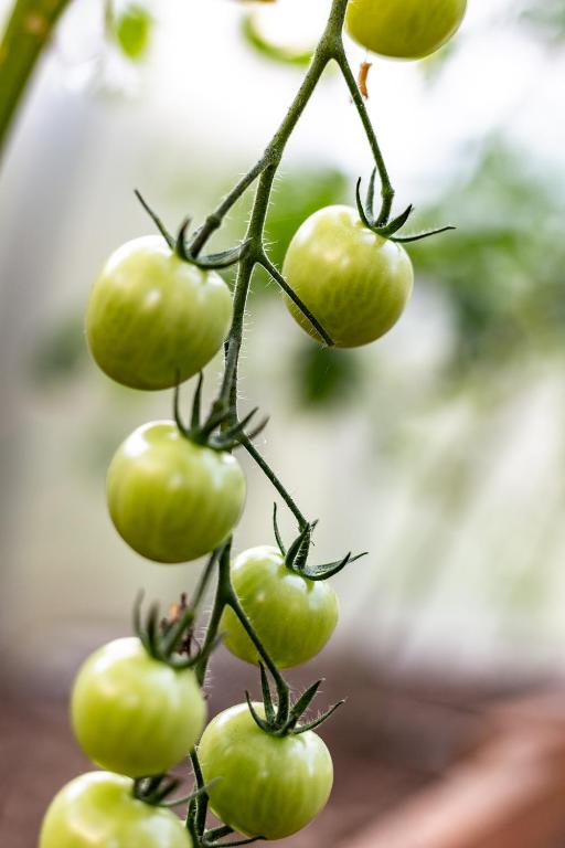 a bunch of green tomatoes hanging from a plant at Nerija in Nida